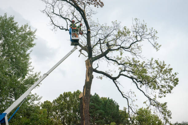 Why Choose Our Tree Removal Services in Verona, WI?