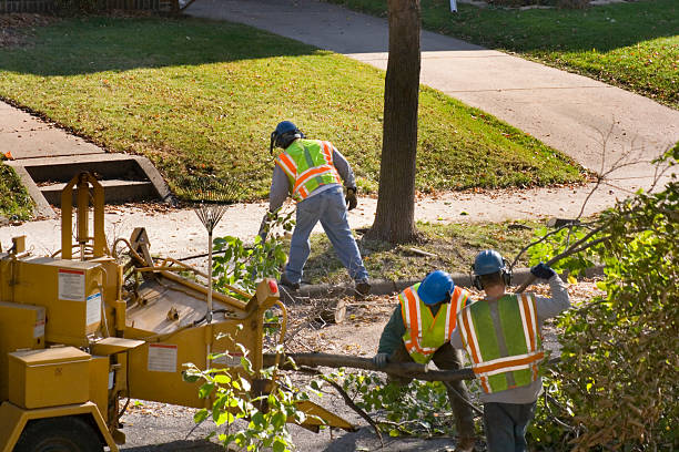 Trusted Verona, WI  Tree Services Experts